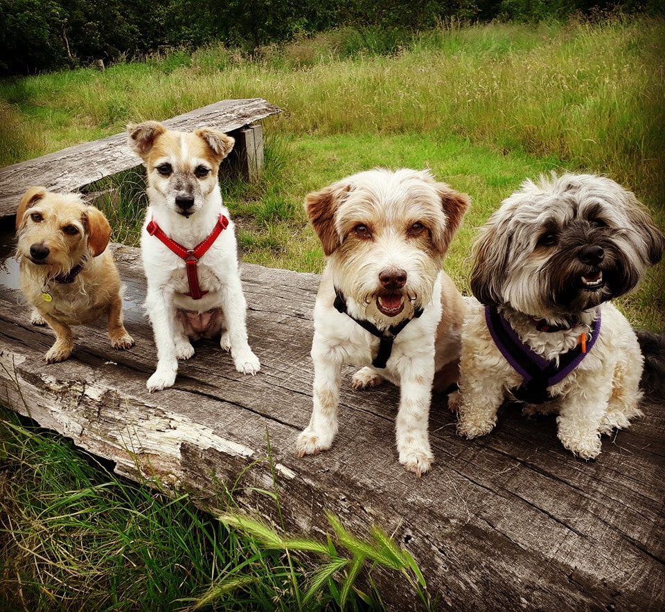 small dogs daycare and walking service in Gosport